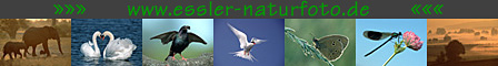 Markus Essler � Nature and Wildlife Photography