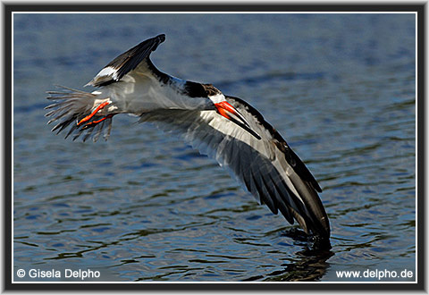 zurck zur Kategorie-bersicht