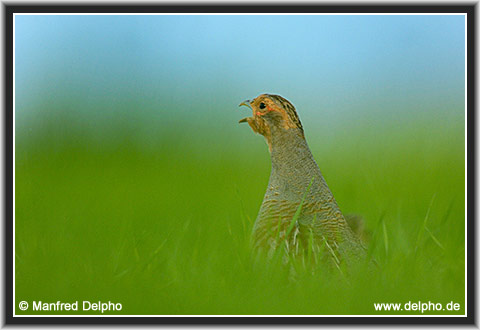zurck zur Kategorie-bersicht