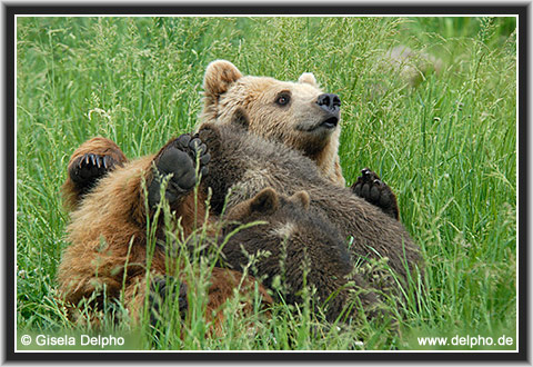 zurck zur Kategorie-bersicht
