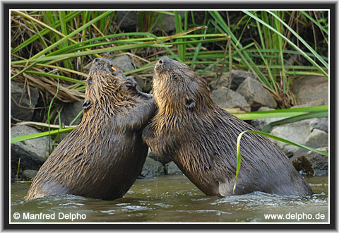 zurck zur Kategorie-bersicht