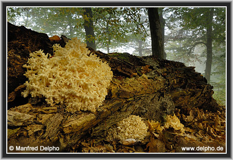 zur�ck zur Kategorie-�bersicht