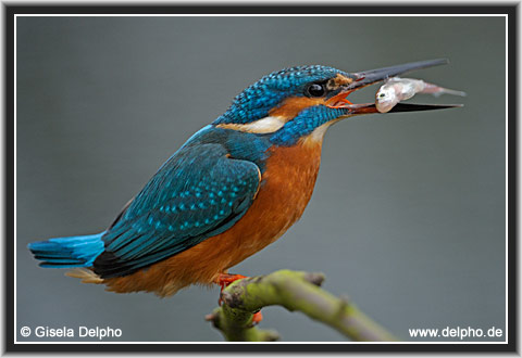 zur�ck zur Kategorie-�bersicht