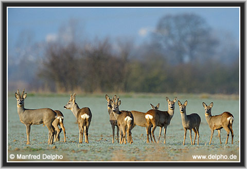 zurck zur Kategorie-bersicht