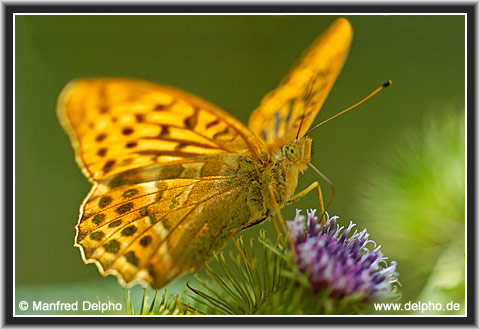 zur�ck zur Kategorie-�bersicht