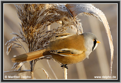 zurck zur Kategorie-bersicht