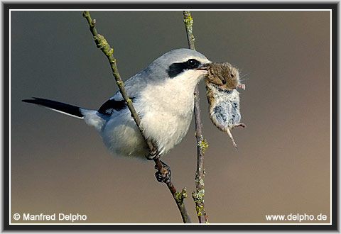 zurck zur Kategorie-bersicht