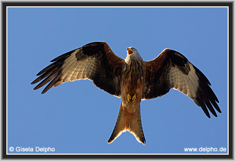 zurck zur Kategorie-bersicht