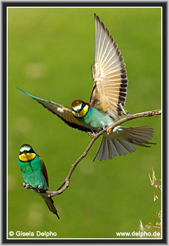 zurck zur Kategorie-bersicht