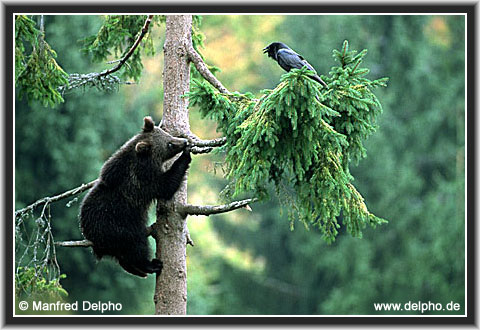 zurck zur Kategorie-bersicht