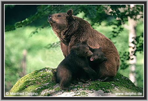 zurck zur Kategorie-bersicht