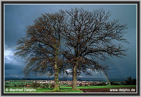 back to the Category Overview