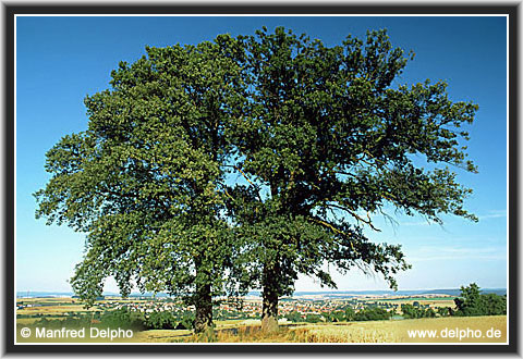 back to the Category Overview