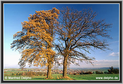 back to the Category Overview