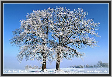 back to the Category Overview