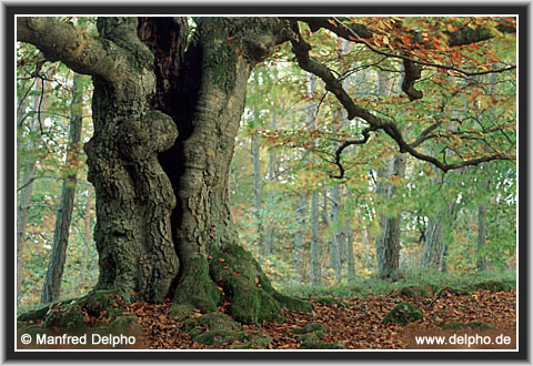 back to the Category Overview