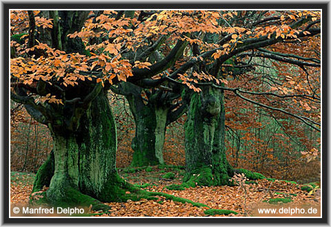 back to the Category Overview