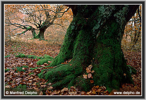 back to the Category Overview