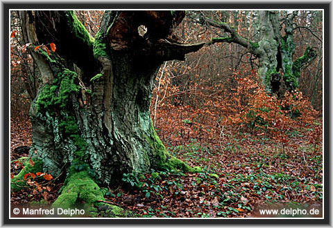 back to the Category Overview