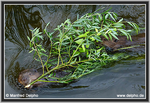 zur�ck zur Kategorie-�bersicht