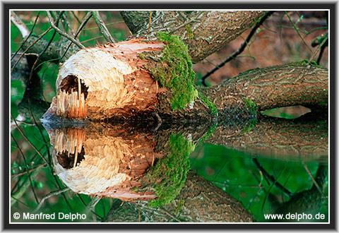zurck zur Kategorie-bersicht