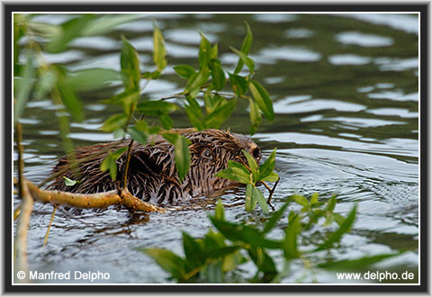 zurck zur Kategorie-bersicht