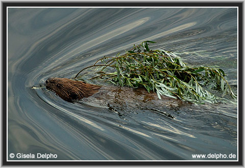 zurck zur Kategorie-bersicht