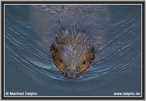 zurck zur Kategorie-bersicht