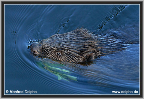 zurck zur Kategorie-bersicht