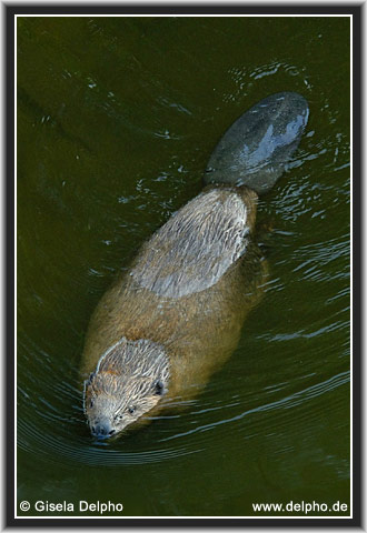 zurck zur Kategorie-bersicht