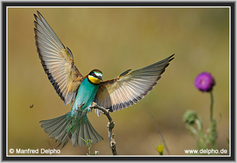 back to the Category Overview