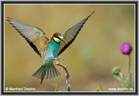 back to the Category Overview