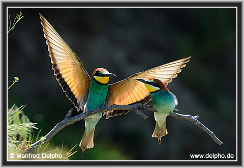 back to the Category Overview