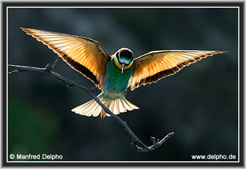 back to the Category Overview