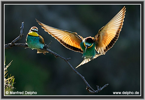 back to the Category Overview