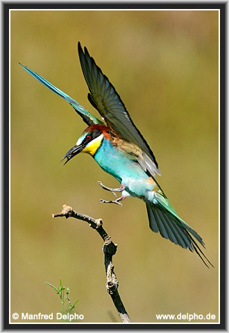 back to the Category Overview