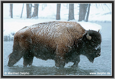 back to the Category Overview