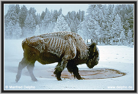 back to the Category Overview