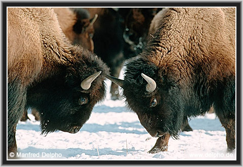 back to the Category Overview