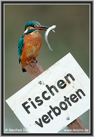 zurck zur Kategorie-bersicht
