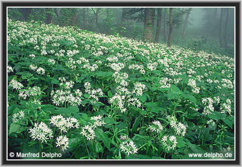 zurck zur Kategorie-bersicht