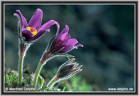 back to the Category Overview