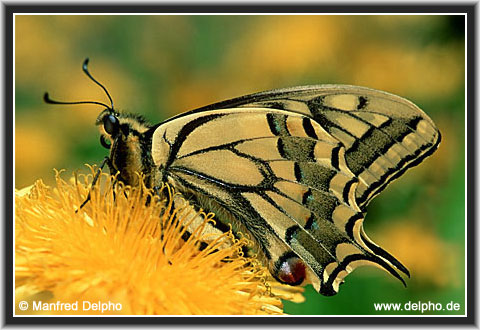 back to the Category Overview