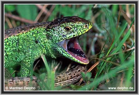 back to the Category Overview