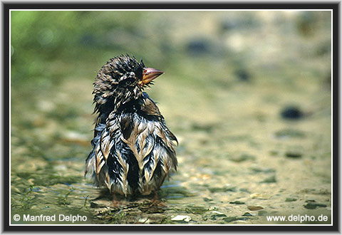 back to the Category Overview