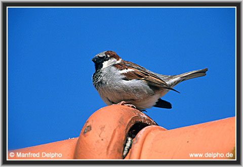 back to the Category Overview