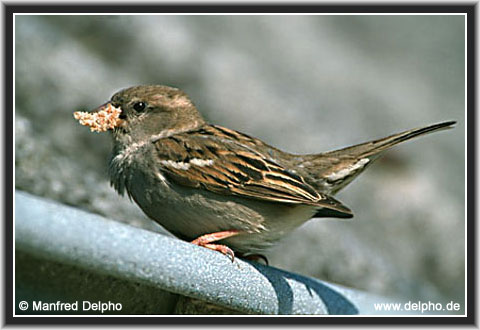 zurck zur Kategorie-bersicht