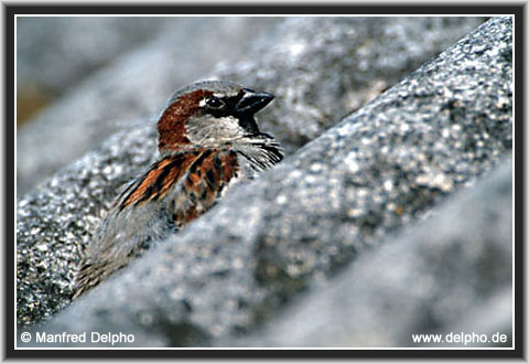 zurck zur Kategorie-bersicht