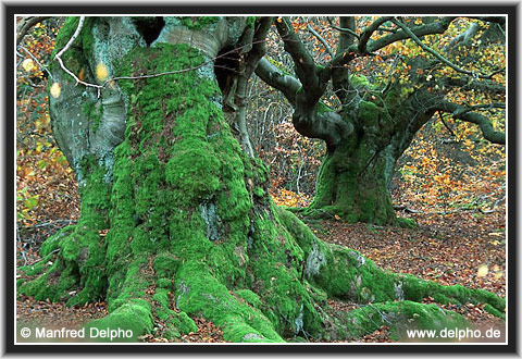 zurck zur Kategorie-bersicht