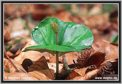zurck zur Kategorie-bersicht